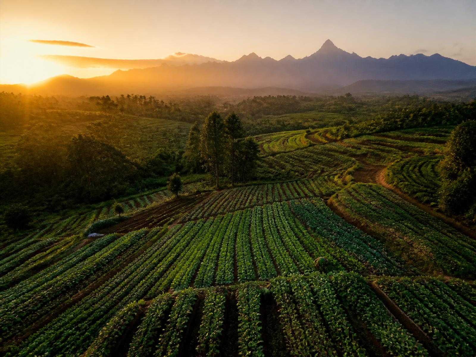 Aerial view of terraced Kenyan farmland at sunrise with Mount Kenya in the distance